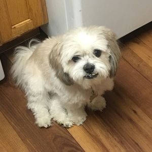 Meet your Posher, Adrian